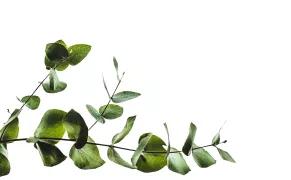 Зелёная веточка