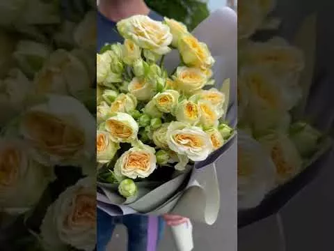 Видео превью