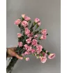 Кустовая гвоздика