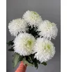 Хризантема одноголовая