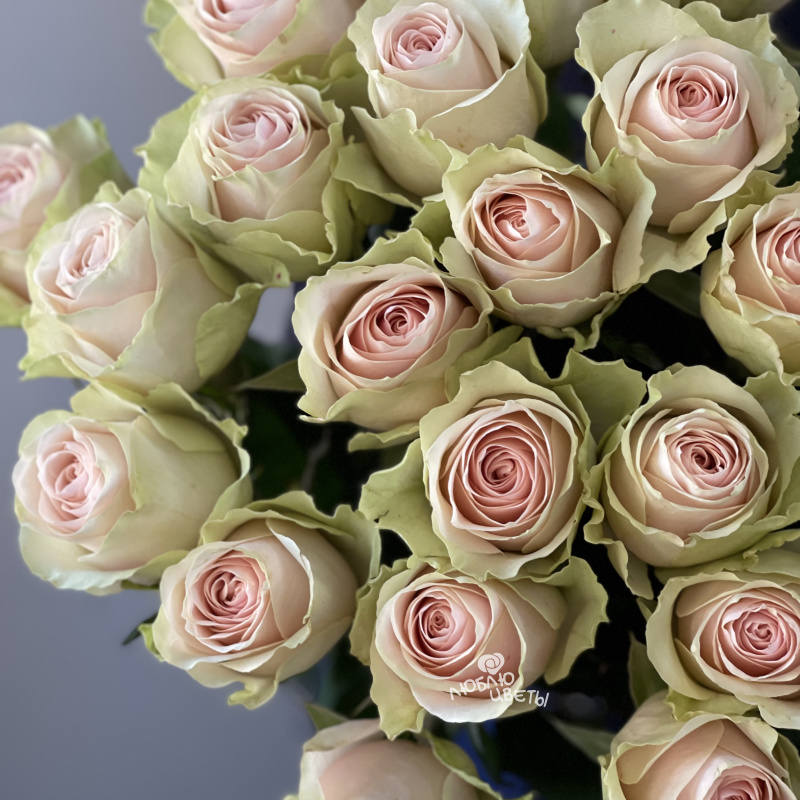 Букет из 25 розовых роз «Особый случай» 1
